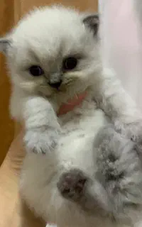 توله گربه  نژاددار