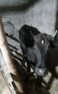 یک راس گاووگوساله درگ ویک راس لیشه یک ساله