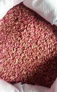 بذر گندم آمریکایی