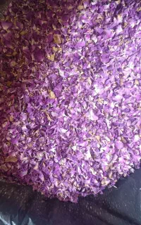 گل محمدی