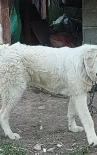 سگ‌گمشده