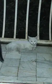 گربه خونگی اهلی
