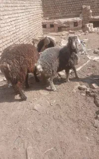 بره نر