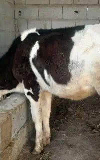 گوساله سیمینتال ماده