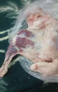بره یک سال