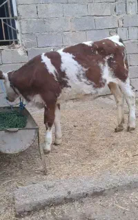 گوساله
