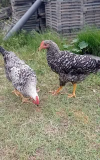نیمچه مرغ و خروس آمروک