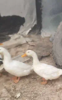 دوعدد اردک نر