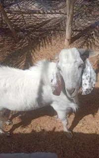 نری