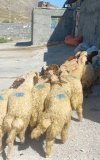 ۲۰ بره شیرمس و سفید کاور هیکلی و یکدست باب پروار