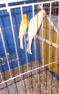 ۴ عدد قناری