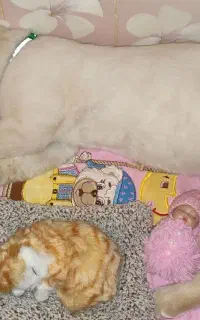 گربه ی آرام و بی آزار