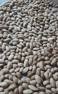 بادام سنگی امسال درجه یک