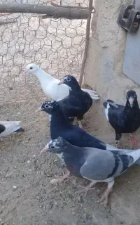 کبوتر پلنگ