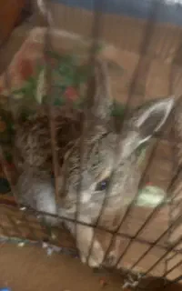 بچه خرگوش