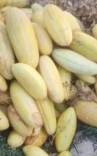 خربزه دامی
