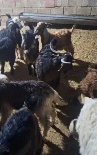 تعداد ۱۵ عدد بز غاله نر