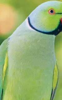 فروش ملنگو نر