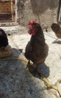 فروش مرغ محلی