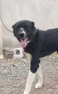 سگ گله ای سفت