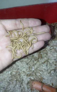 کارآفرینی تولید حشرات پروتئینی سوسک تاریکی میلورم