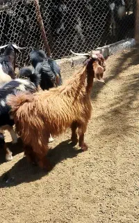کهره نر