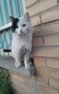 واگذاری‌ گربه خوشگل