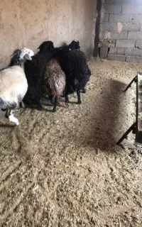 ۵رس بره نر چاق سرکدار