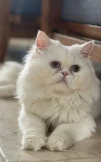 گربه نر برای ج ف ت یابی