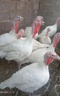 بوقلمون گوشتی ارگانیک