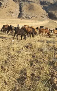 فروش گاو وگوساله گاو آبستن وسلیقه سالم سرحال داشتی
