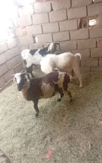 فروش فوری گوسفند