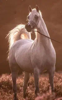 عرب دو سر (وارداتی