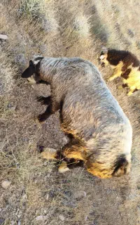 بره نر  تخت ۷۰ کیلویی کم‌دمبه
