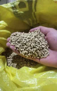 دانه پارس گندم جو مرغ و خروسی