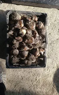 پیاز گل نرگس
