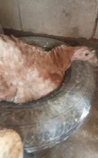 بقلمون کرچ