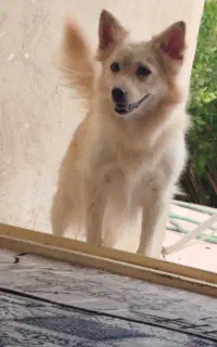سگ خانگی ماده توله داده