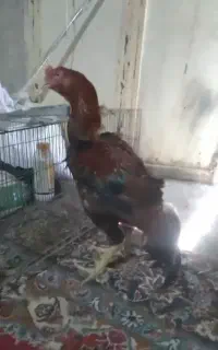 خروس لاری