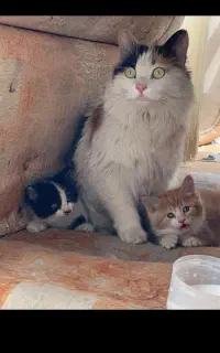 واگذاری رایگان گربه مادربا دوبچه اش
