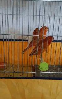پرنده