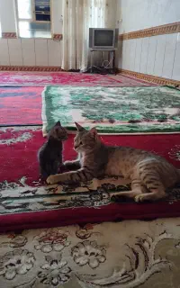 واگذاری گربه
