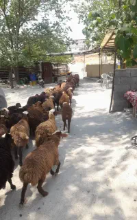 از پانزده کیلو تا نود زنده