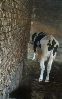 گاو