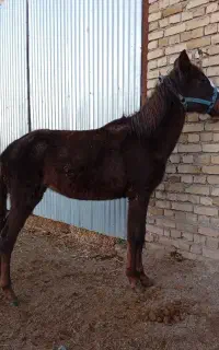 کره مادیون ۲ساله کرد