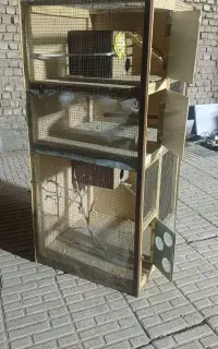 قفس عروس هلندی. مرغ عشق. فنچ