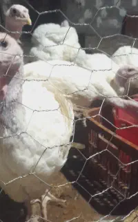 جوجه بوقلمون بیوتی ۶