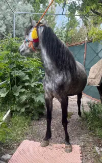 مادیان زیبا