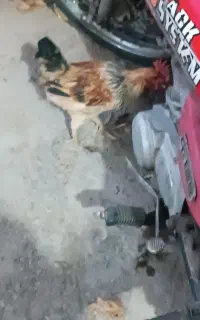 خروس محلی جوان