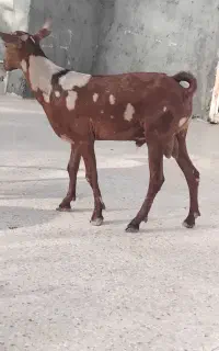 فروش فوری نر سلاله